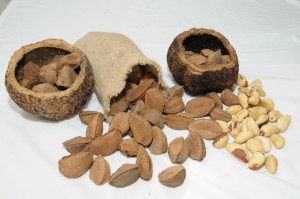 Imagem da notícia - Com apoio do Governo do Amazonas, startup cria máquina de descontaminação da castanha-do-Brasil