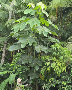 Imagem da notícia - Com apoio do Governo do Amazonas, pesquisa mostra potencial biotecnológico da folha de pau-de-balsa como substituto do mercúrio na mineração
