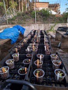 Imagem da notícia - Com apoio do Governo do Amazonas, estudo analisa potencial ornamental de folhas e frutos