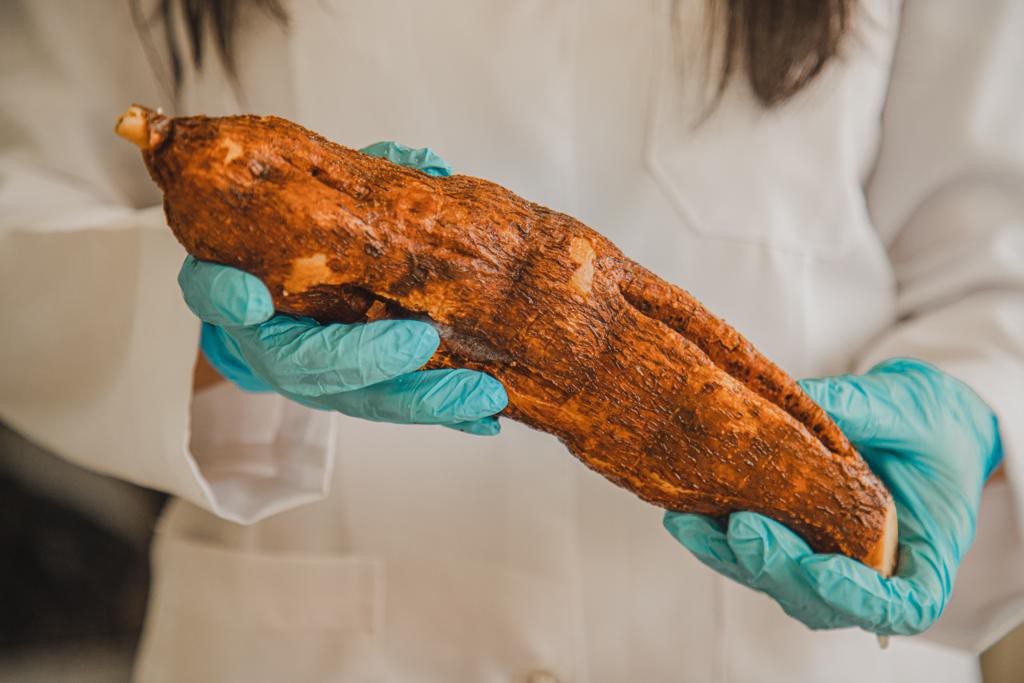 FAPEAM_  Mandioca açucarada é alternativa para a produção de bioetanol _ FOTO _ ARQUIVO FAPEAM (1)