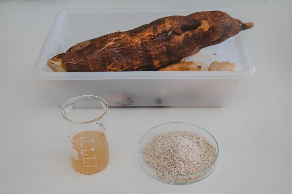 FAPEAM_  Mandioca açucarada é alternativa para a produção de bioetanol _ FOTO _ ARQUIVO FAPEAM (3)