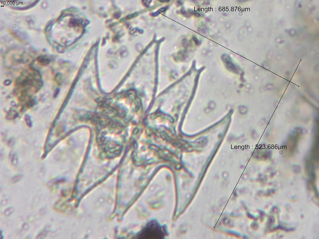 Fapeam Pesquisa identifica duzentas espécies de microalgas em Parintins Foto arquivo da pesquisadora Angela Maria da Silva Lehmkuhl (2)