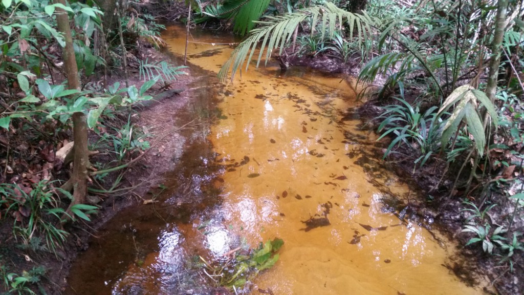 FAPEAM - Origens dos fluxos de água e as possíveis alterações da qualidade relacionadas à urbanização - FOTO_ SÁVIO FERREIRA (1)