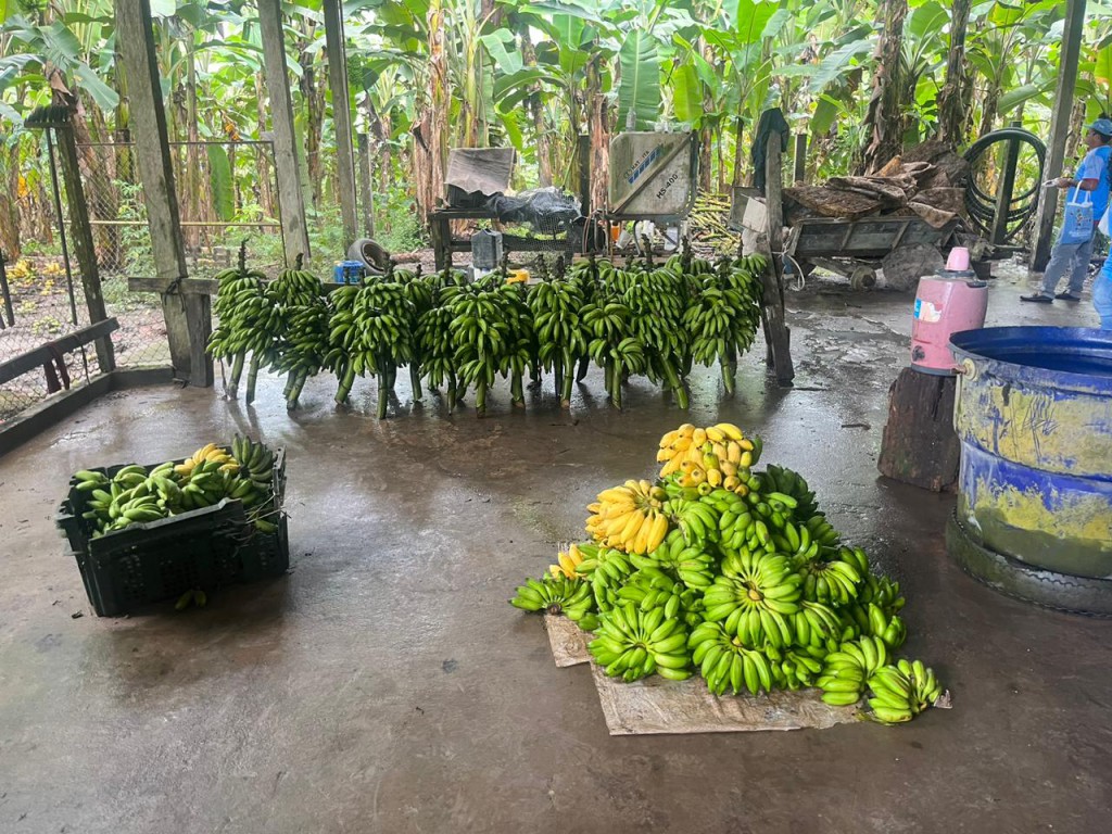 Fapeam Com apoio do Governo do Amazonas, pesquisa investiga perdas na produção de frutas e propõe soluções para reduzir desperdícios (2)
