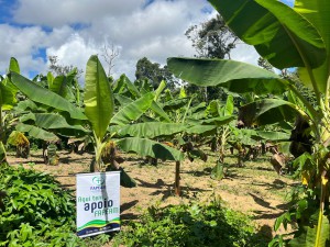 Imagem da notícia - Com apoio do Governo do Amazonas, pesquisa investiga perdas na produção de frutas e propõe soluções para reduzir desperdícios