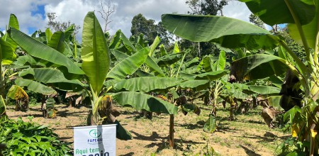 Fapeam Com apoio do Governo do Amazonas, pesquisa investiga perdas na produção de frutas e propõe soluções para reduzir desperdícios (3)