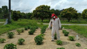 Imagem da notícia - Pesquisa apoiada pelo Governo do Amazonas aponta alternativas para reduzir perdas causadas por fungos e aumentar a produtividade da pimenta-de-cheiro