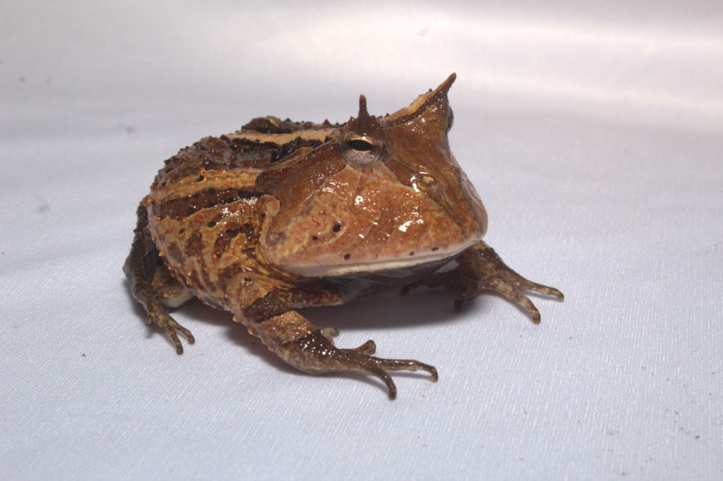 FAPEAM - Anfíbios do Médio Solimões são protagonistas de evento científico - FOTOS - Rickelmy Holanda e Igor Yuri Fernandes (1)