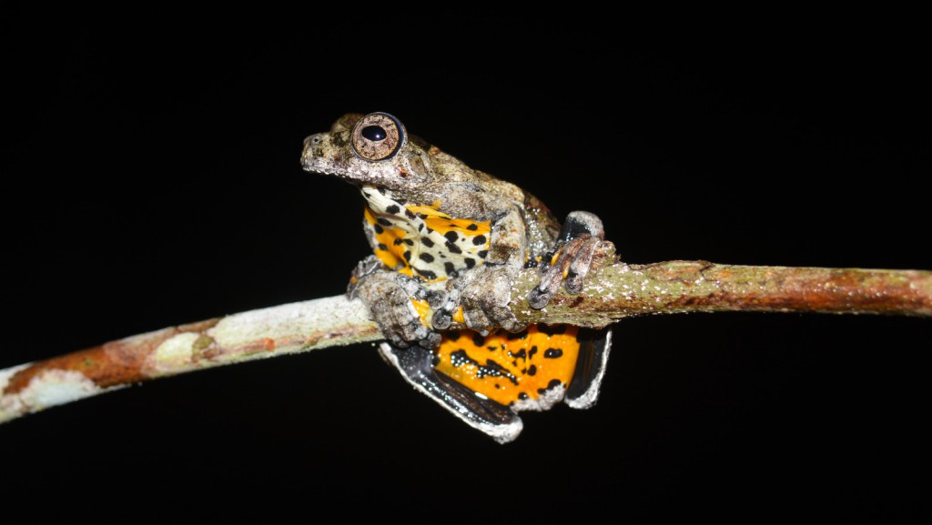 FAPEAM - Anfíbios do Médio Solimões são protagonistas de evento científico - FOTOS - Rickelmy Holanda e Igor Yuri Fernandes (2)