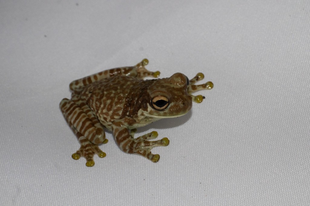 FAPEAM - Anfíbios do Médio Solimões são protagonistas de evento científico - FOTOS - Rickelmy Holanda e Igor Yuri Fernandes (3)