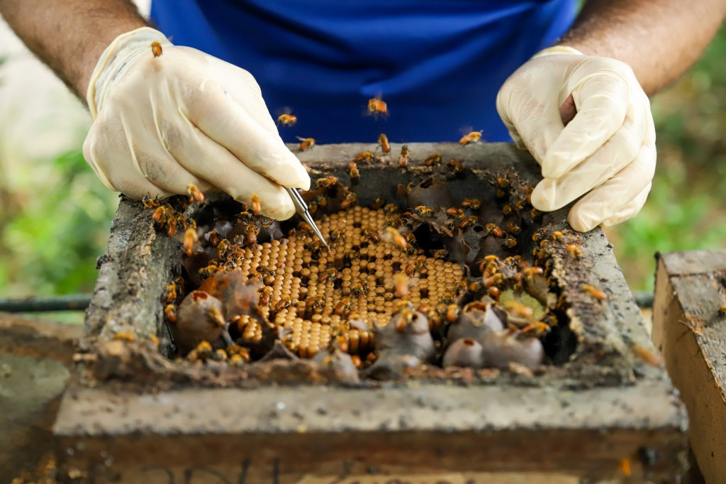 Fapeam - Inscrições para os programas Painter Ecoturismo, Profix-RH e Pameq - Foto Fapeam