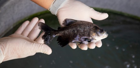 Fapeam inscrições para o programa Prospam Fapeam Fotos Divulgação Fapeam  (1)